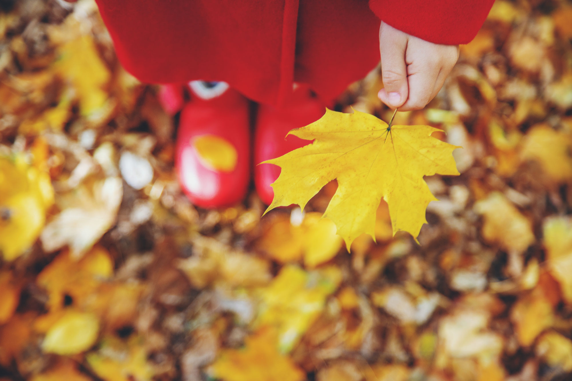 Photo of a young girl wearing red boots and red jacket, holding a leave while standing on a pile of leaves