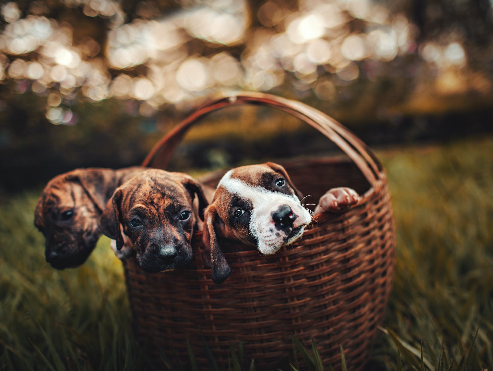 selective focus photo of three brindle puppies inside brown woven basket