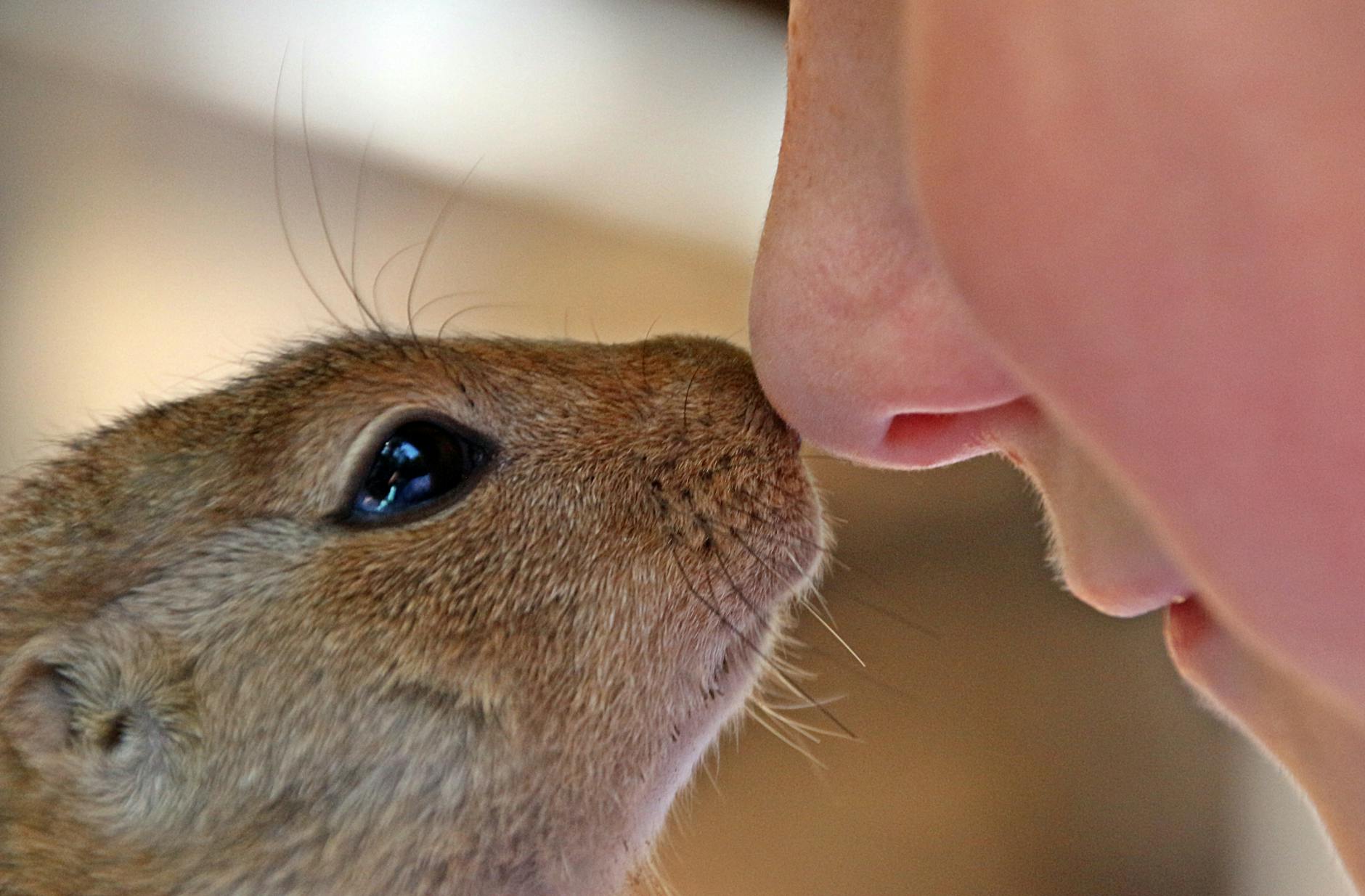 close up photo of rodent and person