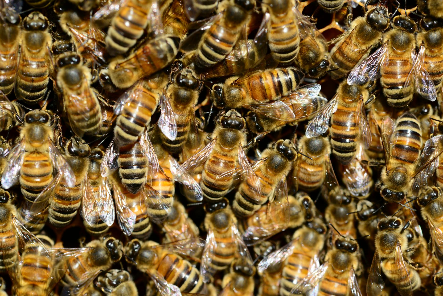 brown and black bees