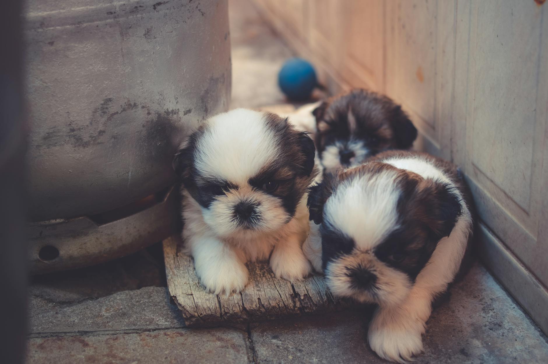 white and brown puppies