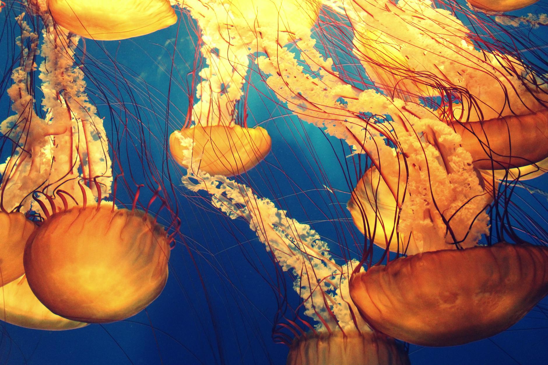 jellyfish illustration