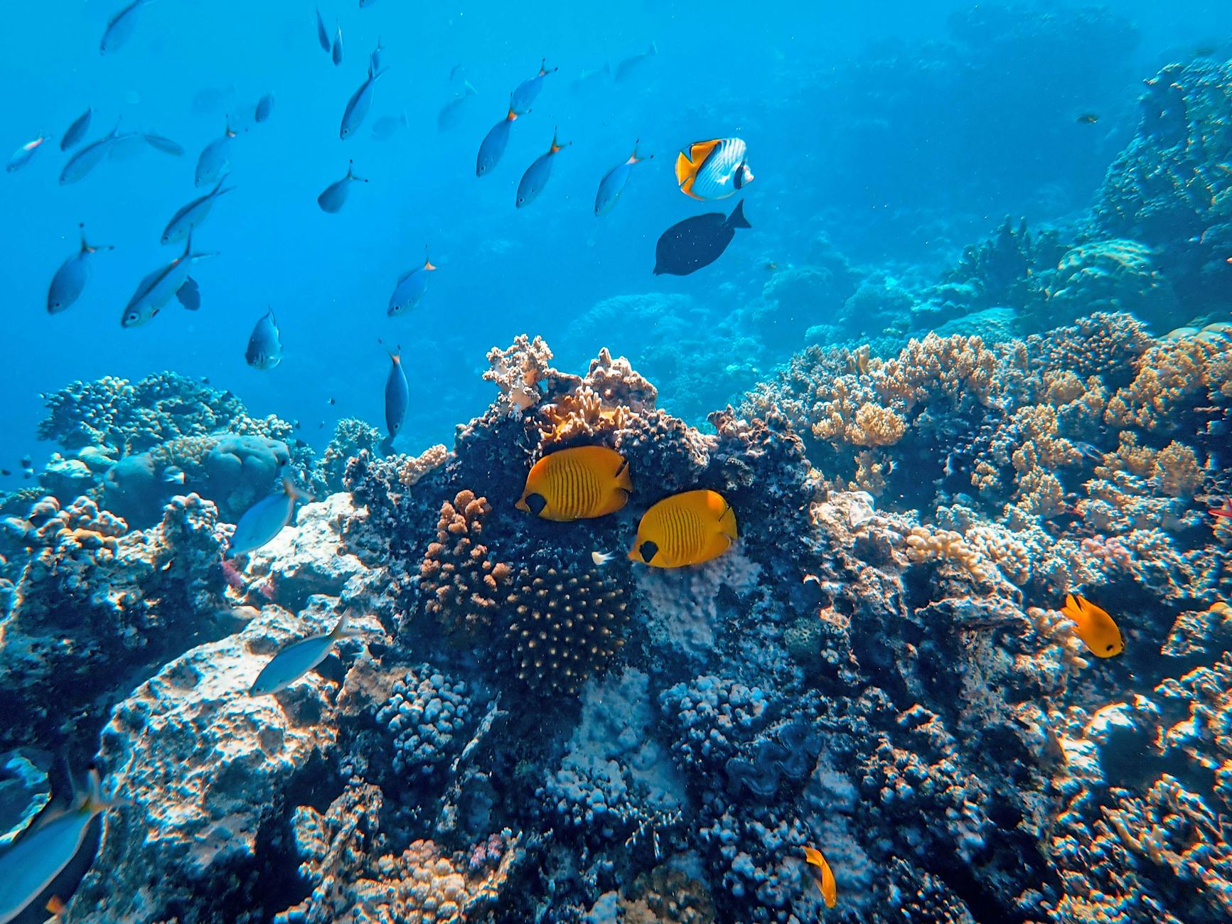 underwater photography of fish