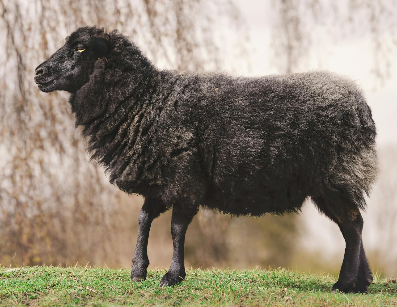 side view of a black sheep grazing on a pasture