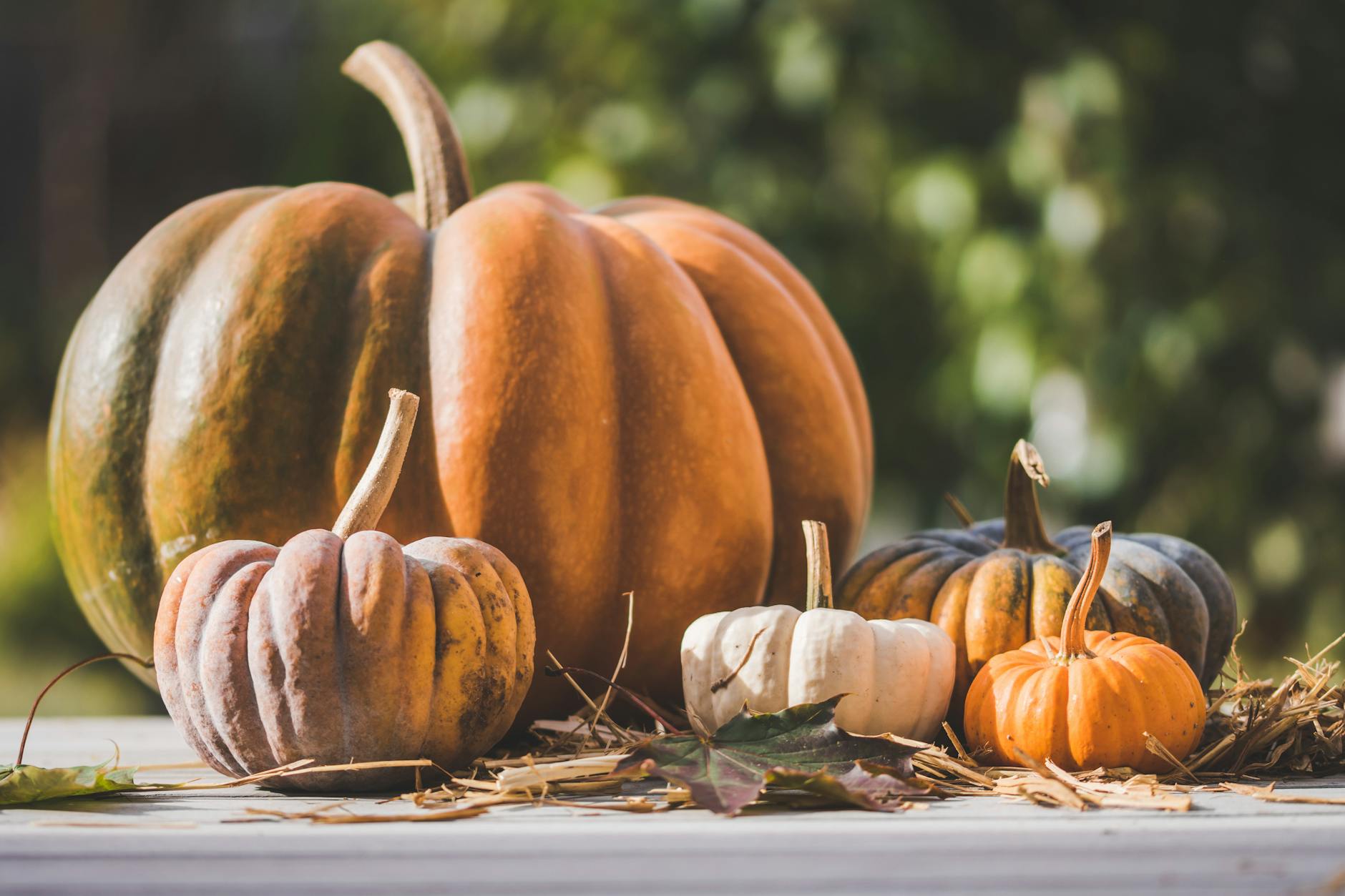pile of pumpkin
