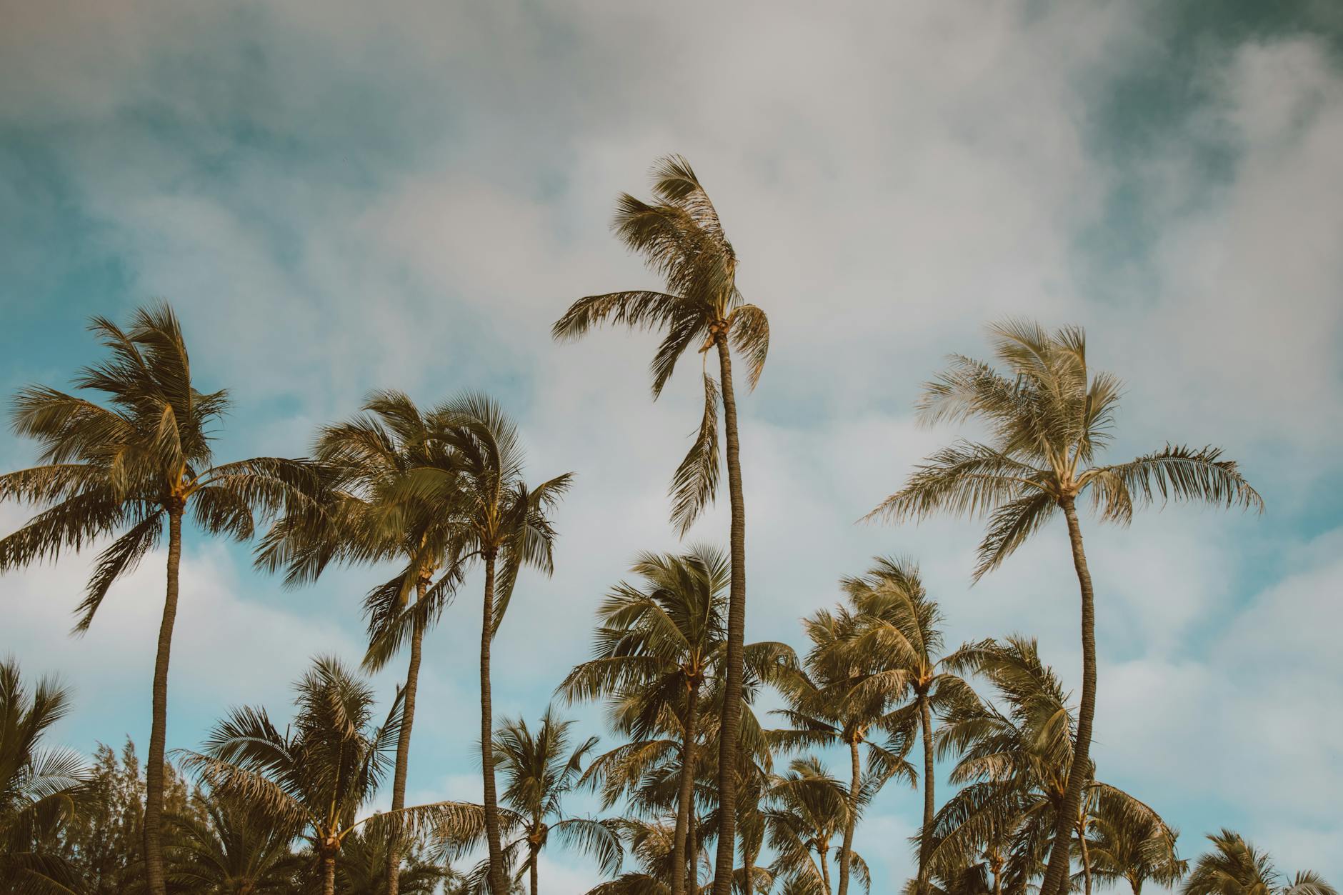 a palm trees under clouds sky