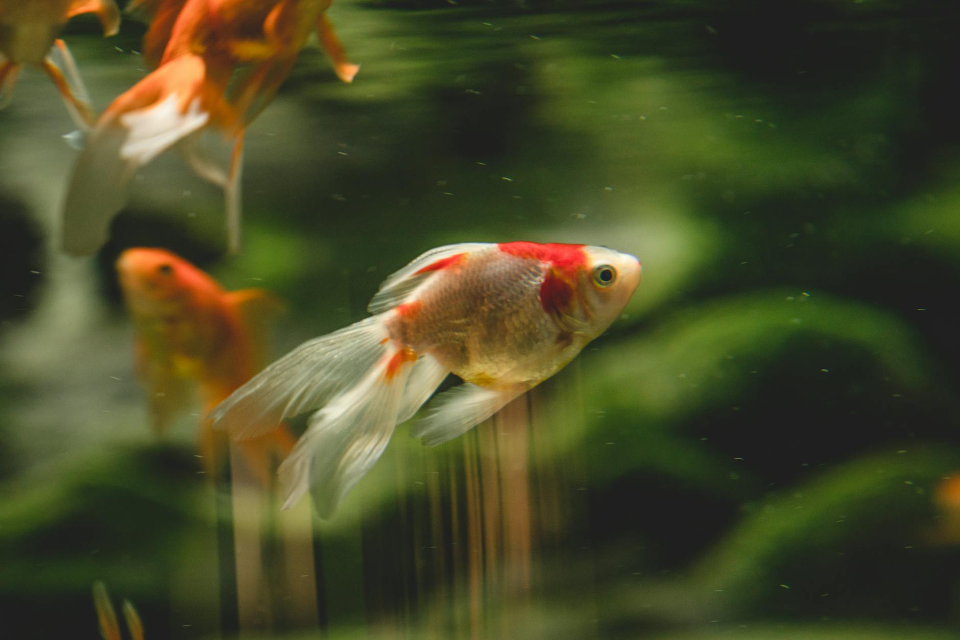 close up shot of a white and orange fish swimming