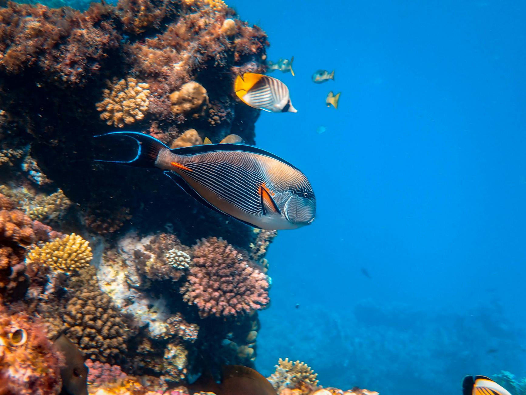 fishes near coral reefs