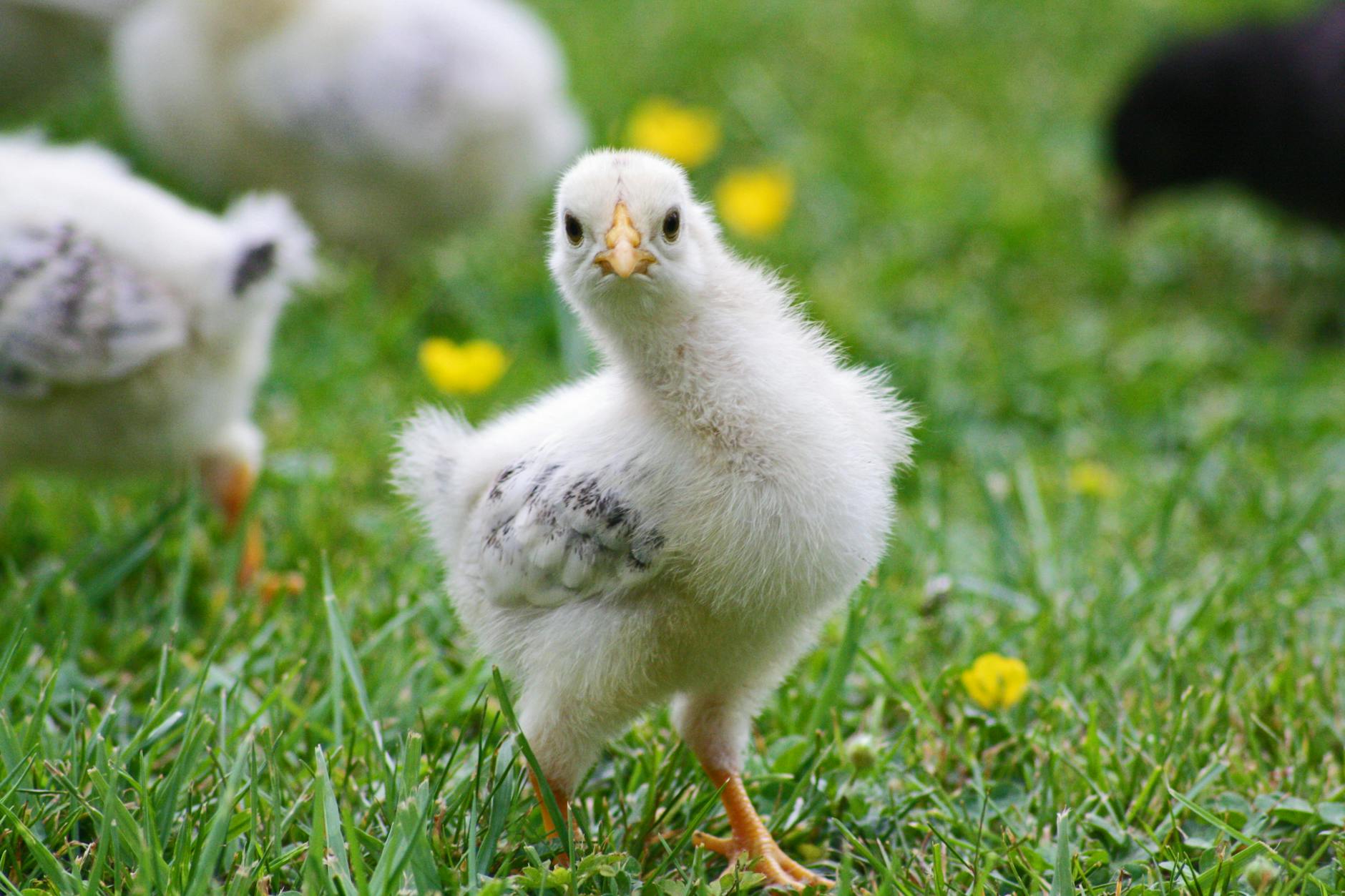 young white chick on grass