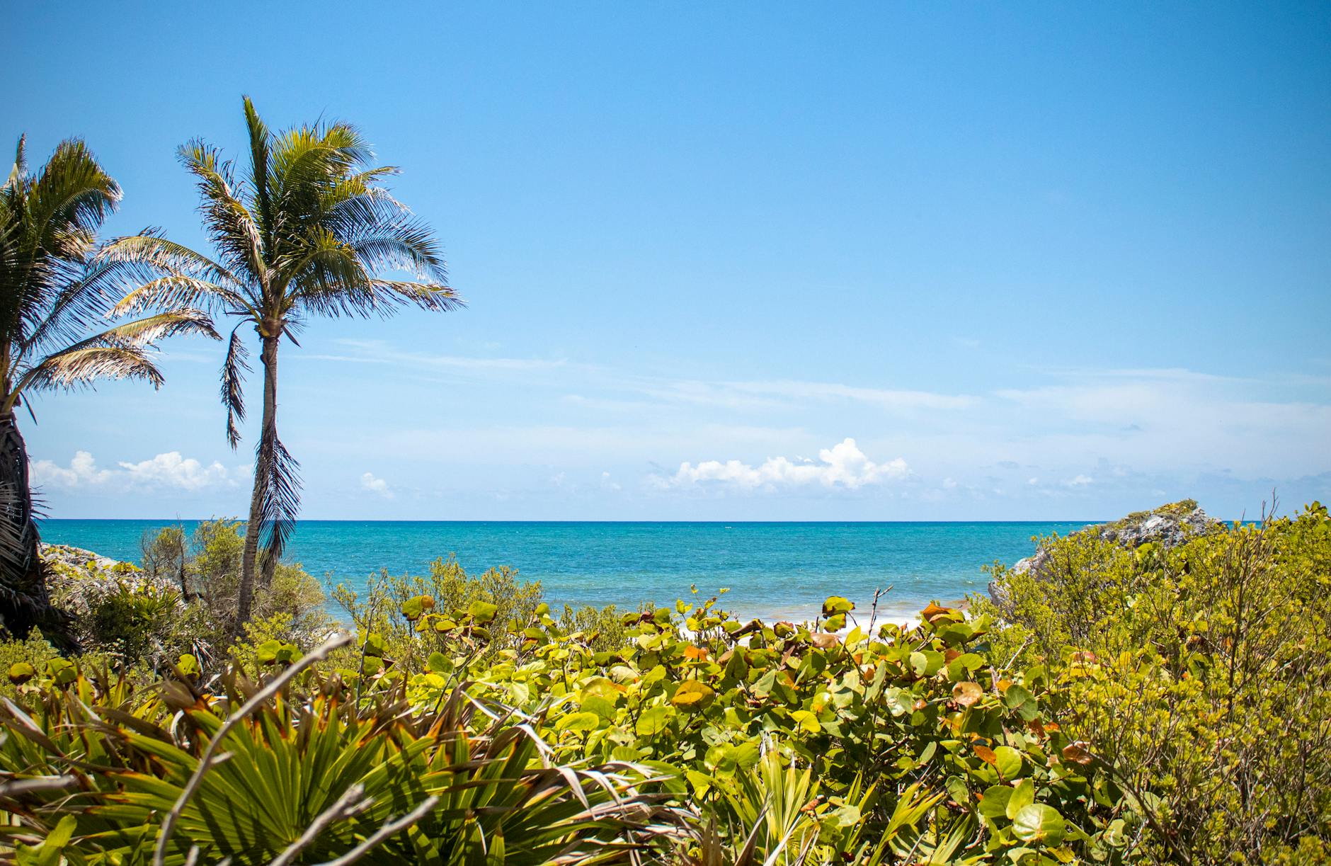 a view of the ocean and palm trees from a beach
