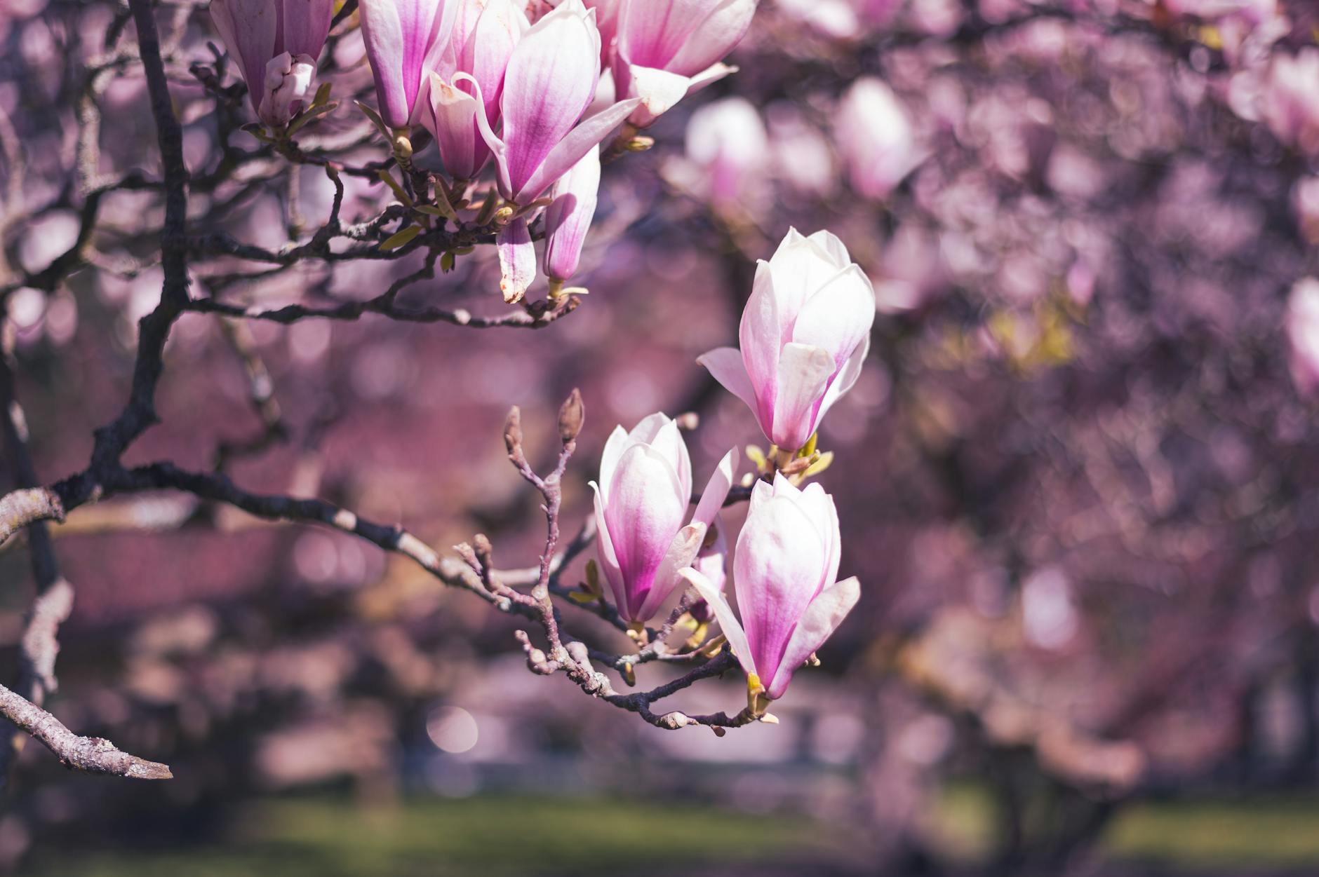 purple blossoms on tree
