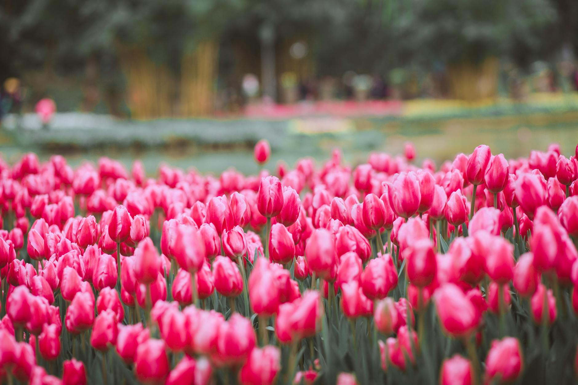 selective focus photo of pink tulip field