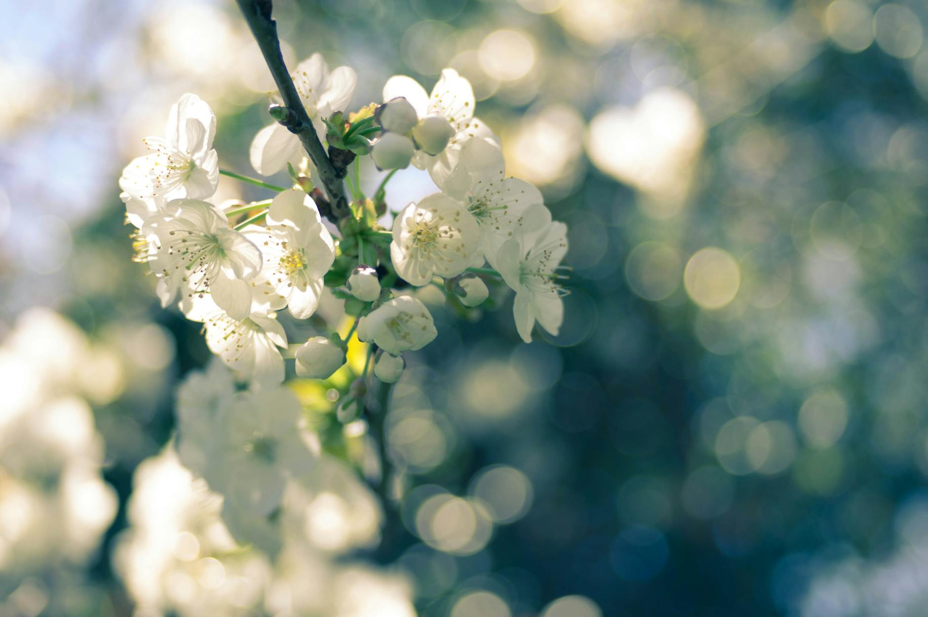 selective focus photography of white blossoms