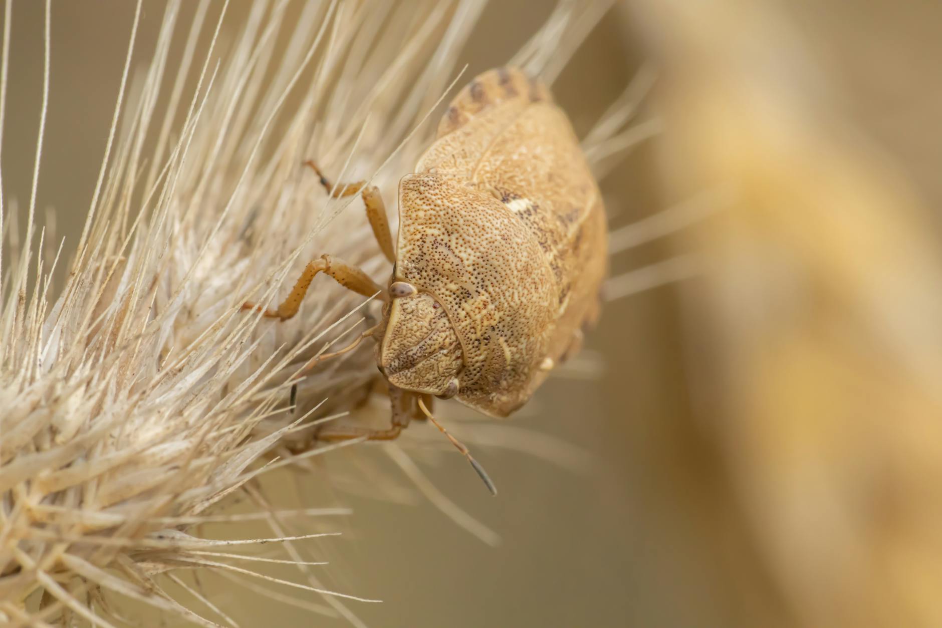 jewel bug in close up view
