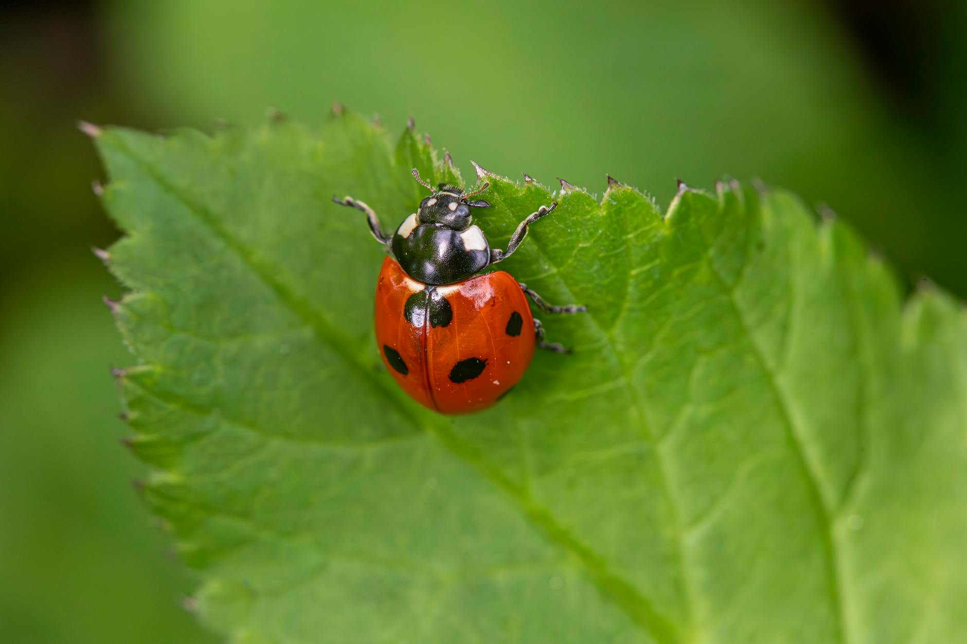 close up of a seven spotted ladybug on leaf