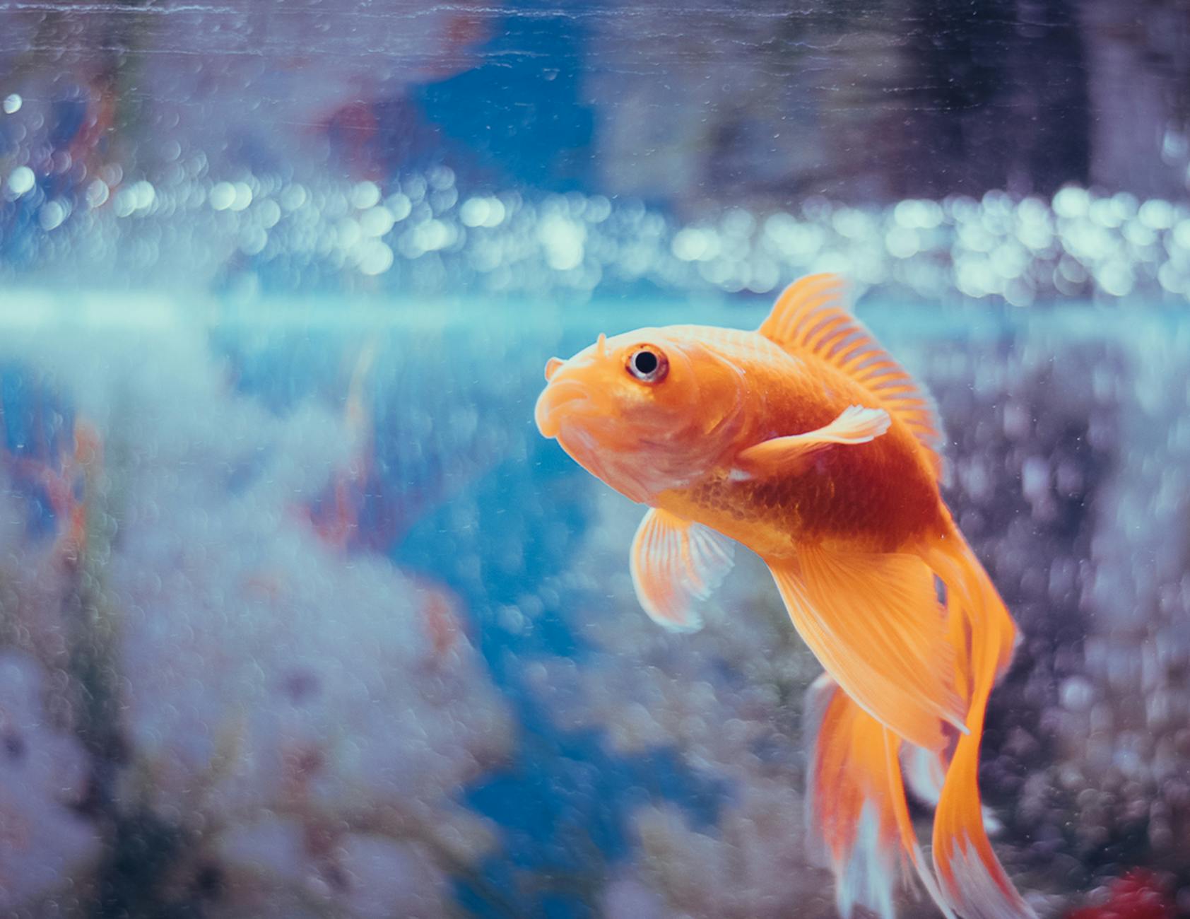 orange fantail goldfish in a fish tank