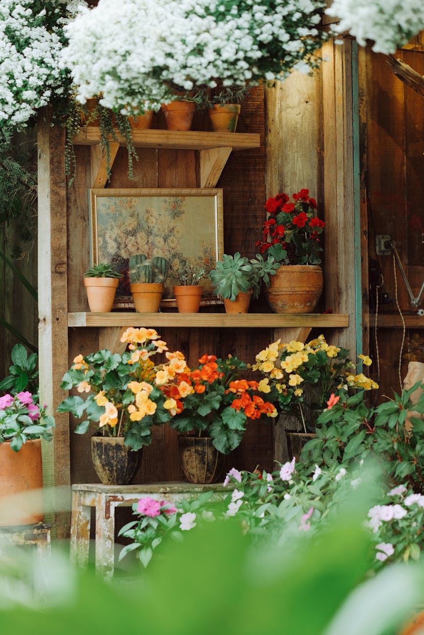 rustic garden shed with vibrant potted flowers