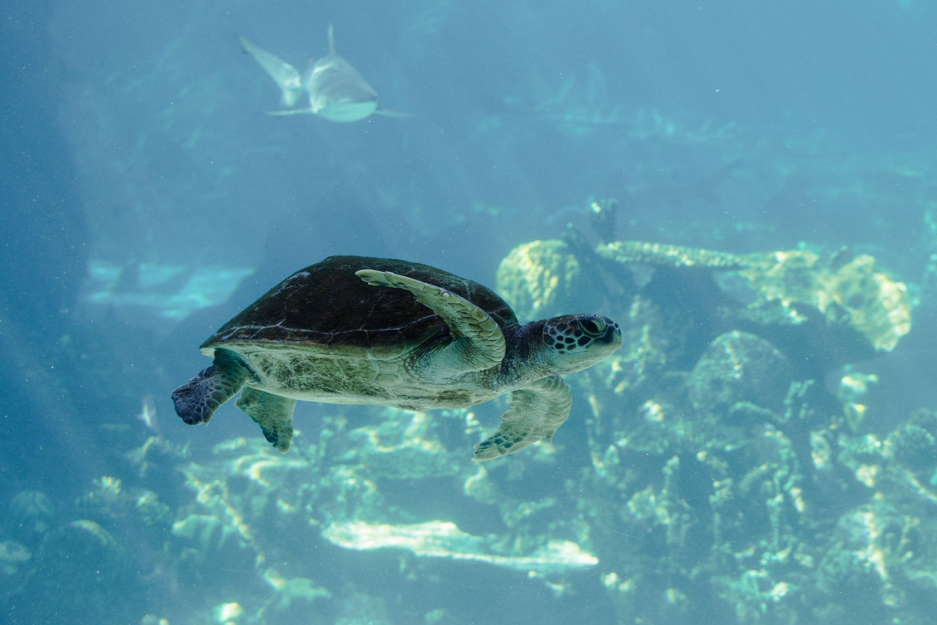 photo of a turtle underwater