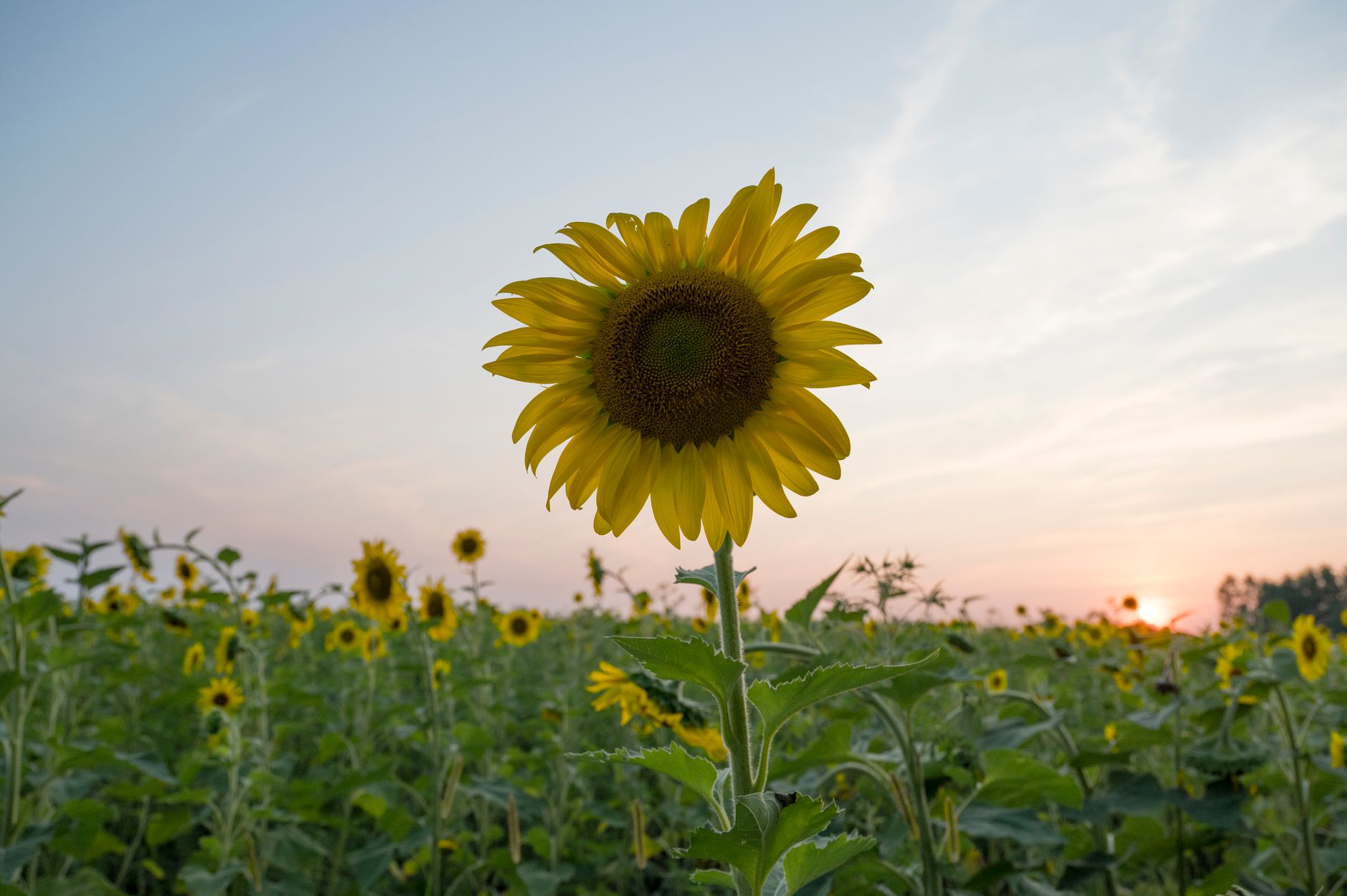 sunflower field at sunrise in mid summer