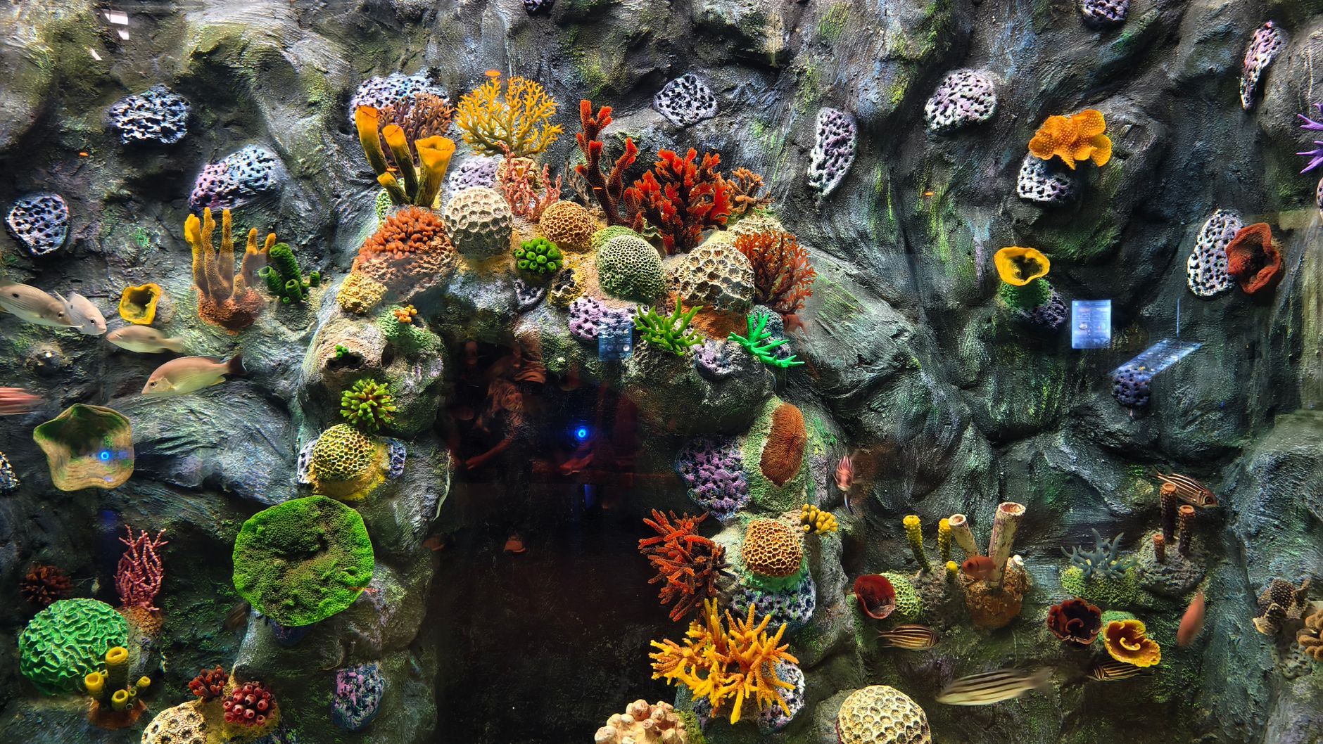 vibrant underwater coral reef display in aquarium