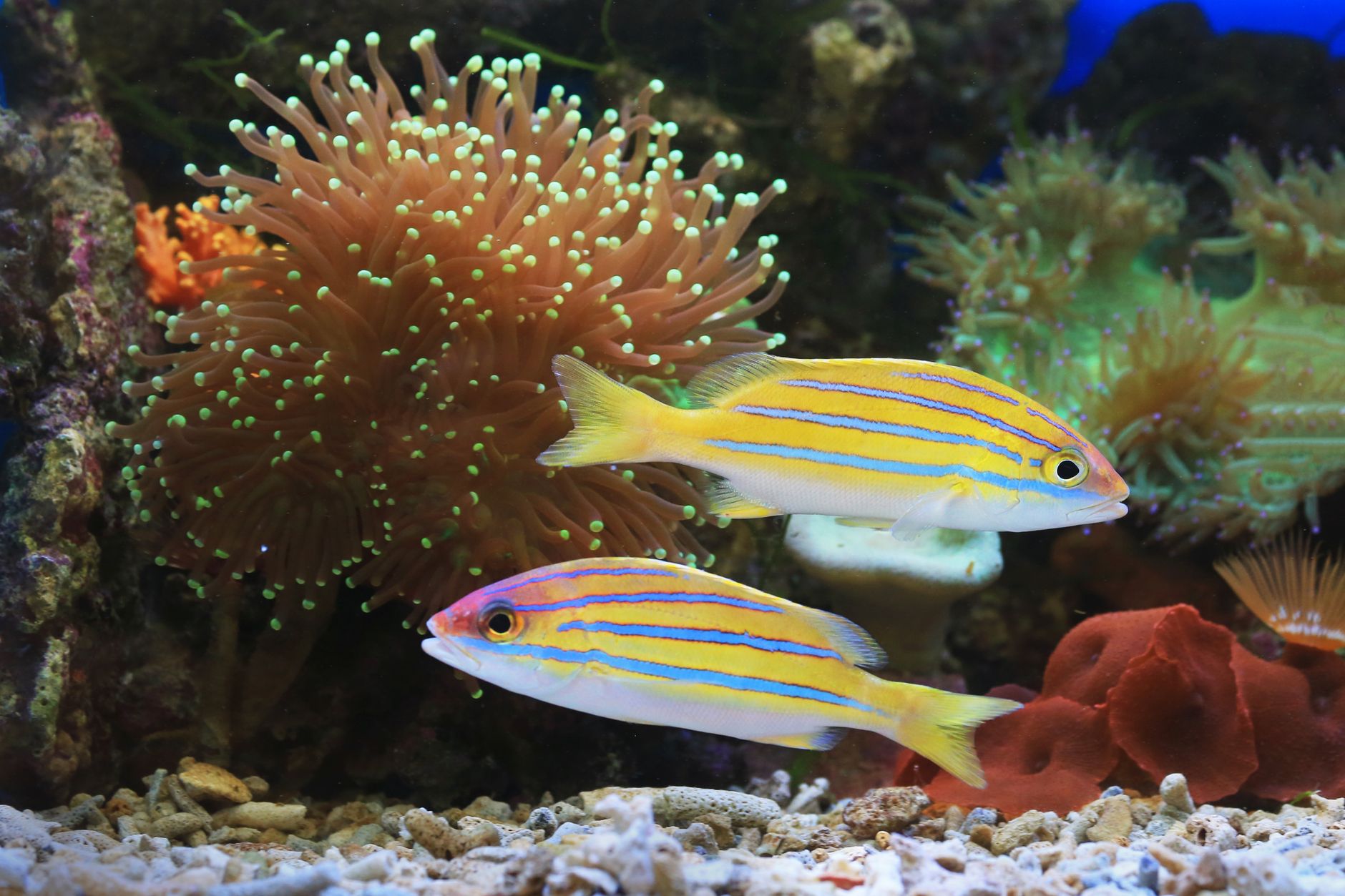bluestripe snapper fishes in close up photography