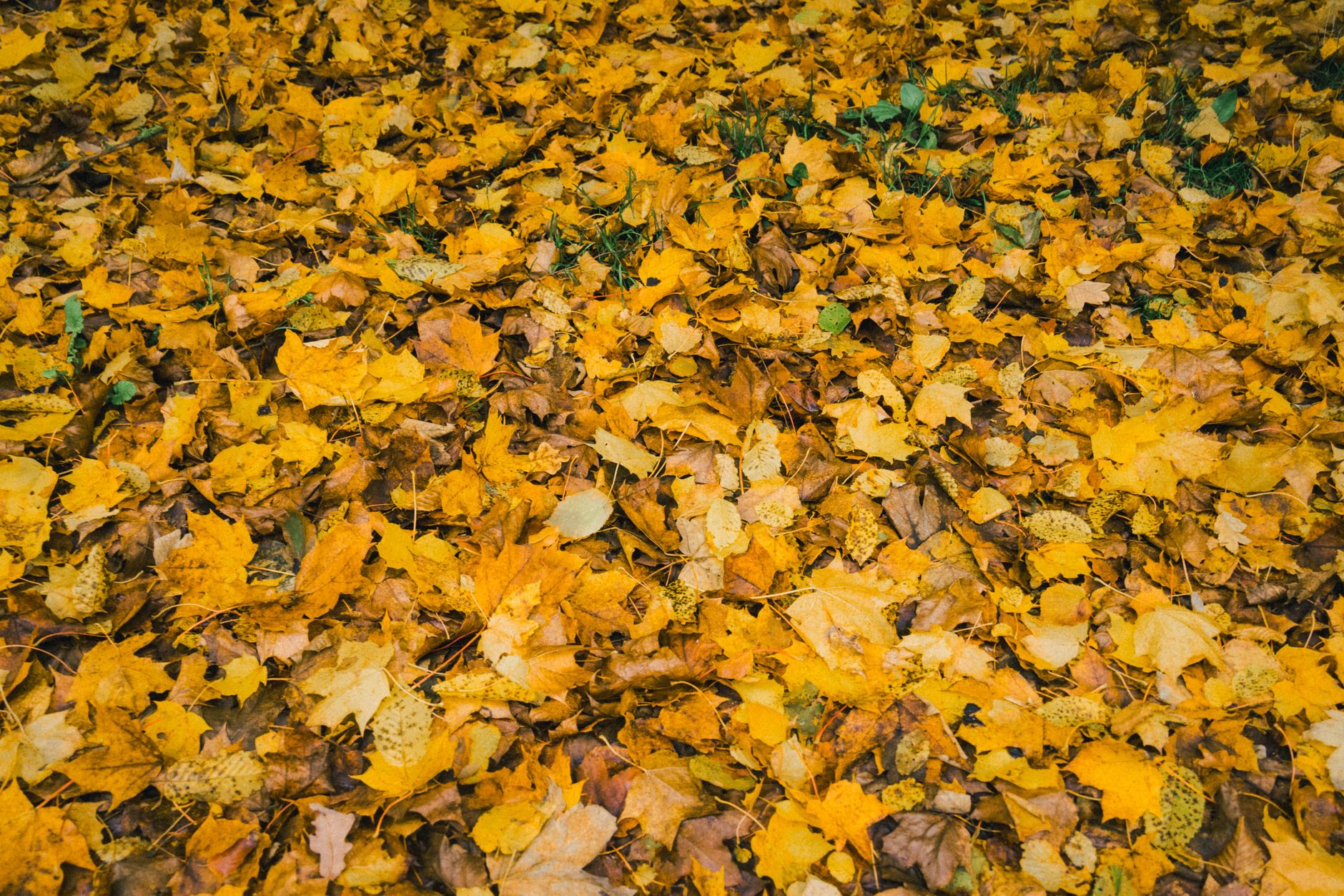 yellow autumn leaves on ground