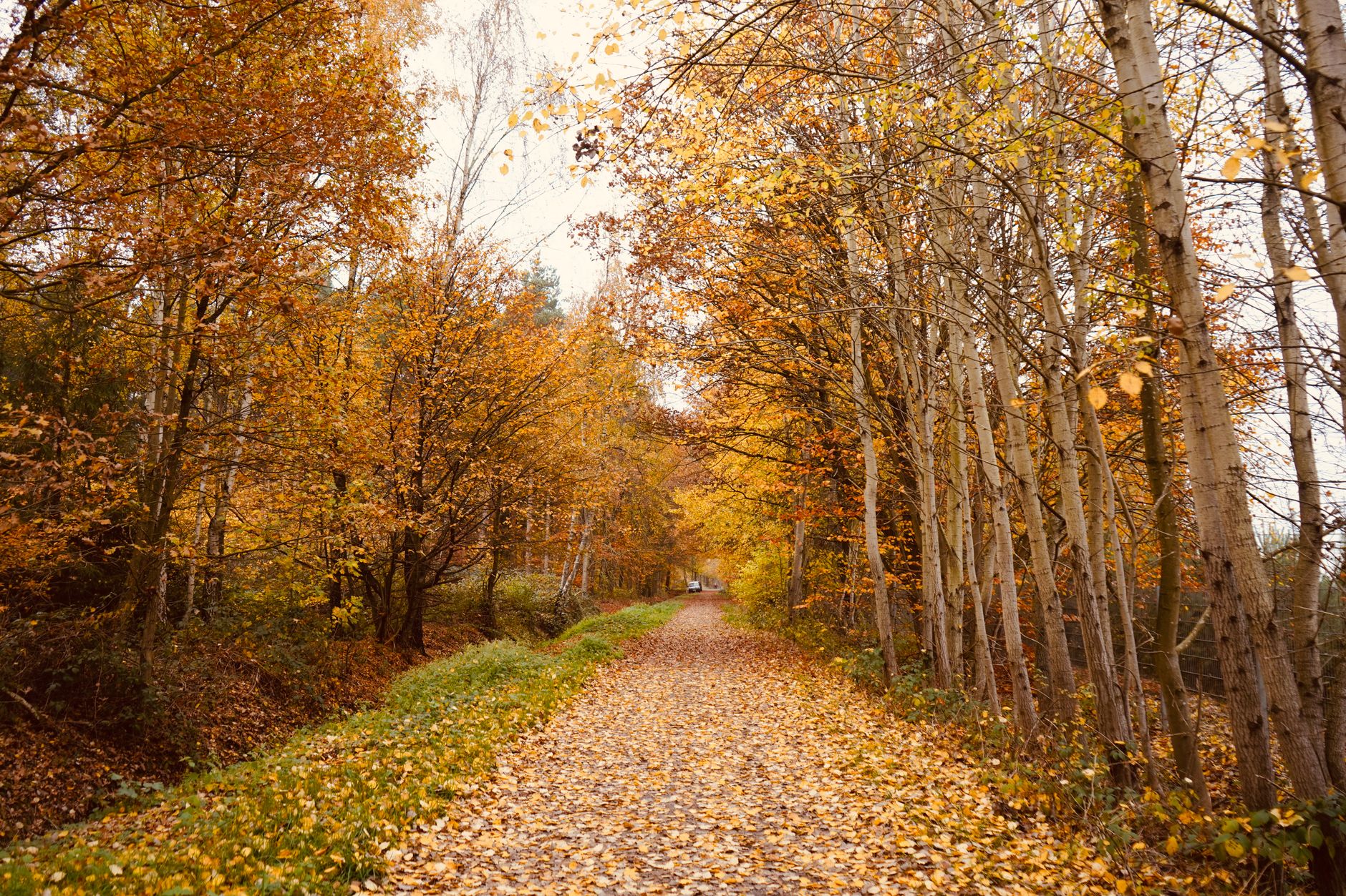 serene autumn forest pathway with falling leaves
